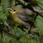 Oriole6.jpg