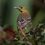 Oriole13.jpg