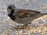 Sparrow.jpg