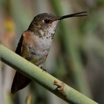Hummer10.jpg
