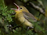 Oriole11.jpg