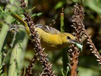 Oriole12.jpg