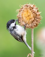 Chickadee-470.jpg