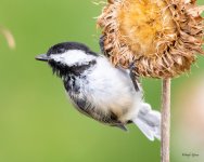 Chickadee-471.jpg