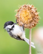 Chickadee-472.jpg