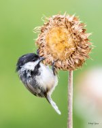 Chickadee-473.jpg