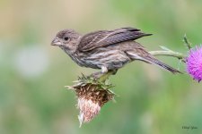 HouseFinchThistle-402.jpg