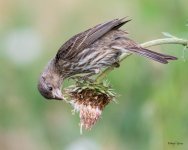 HouseFinchThistle-404.jpg
