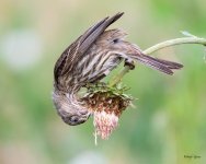 HouseFinchThistle-400.jpg