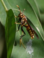 Wasp.jpg