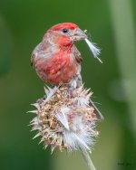 HouseFinchThistle-411.jpg