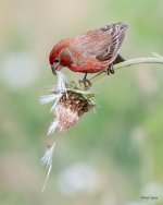 HouseFinchThistle-416.jpg