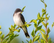 EasternKigbird-411.jpg
