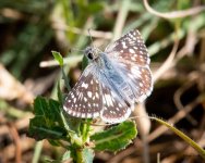 Skipper-410.jpg