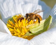 Bee-440.jpg