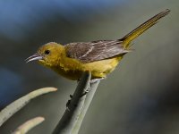Oriole.jpg