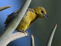 Oriole9.jpg