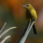 Oriole13.jpg