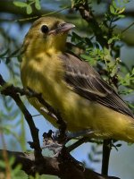 Oriole22.jpg