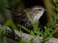 Wren.jpg