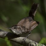 Wren3.jpg