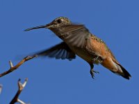 Hummer6.jpg