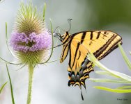 Swallotail-400.jpg