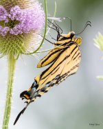 Swallotail-401.jpg