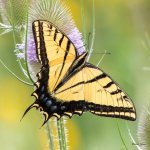 Swallotail-402.jpg