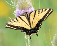 Swallotail-403.jpg