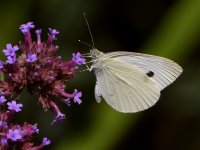 CheckerSpot.2.jpg