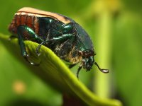 Scarab.jpg