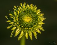 2MC_0550.jpg