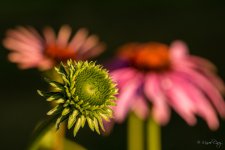2MC_0555.jpg