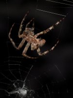 Spider3.jpg