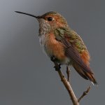 Hummer6.jpg