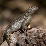 Lizard3.jpg