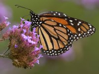 Monarch7.jpg