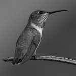 HummerBW.jpg