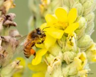 Bee-430.jpg