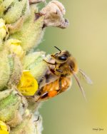 Bee-431.jpg