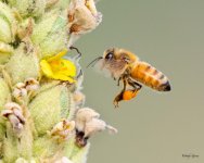 Bee-432.jpg