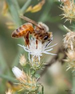 Bee-433.jpg