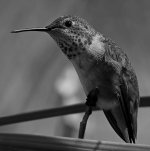 HummerBW4.jpg