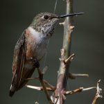 Hummer2.jpg