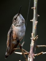 Hummer4.jpg