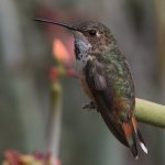 Hummer14.jpg