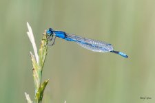 Damsel-410.jpg