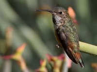 Hummer52.jpg
