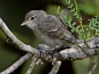 BellsVireo2.jpg